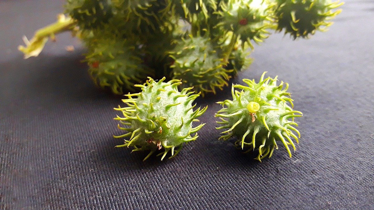 découvrez les bienfaits de l'huile de ricin pour la santé, la beauté et les soins naturels. guide complet sur ses usages et vertus.