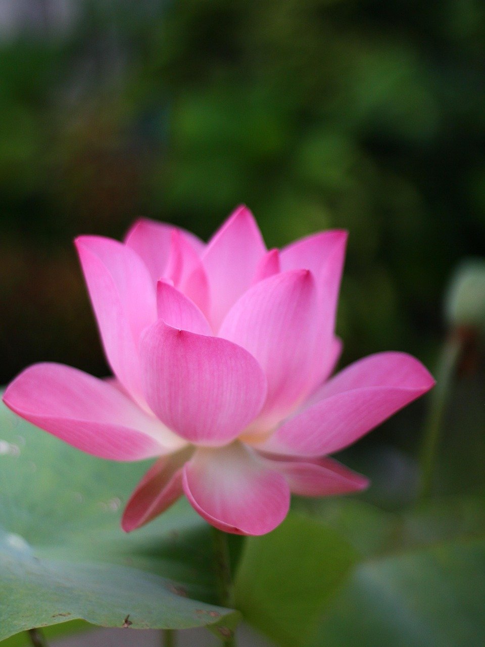 découvrez des idées uniques de tatouages lune, symbolisant mystère, féminité et cycles. inspirez-vous de nos designs élégants et originaux pour votre prochain tattoo.