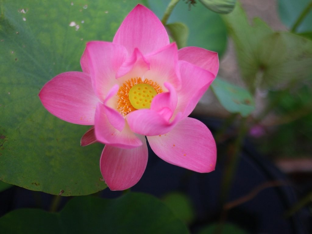 découvrez des idées inspirantes de tatouages de lune, symboles de mystère et de transformation, pour un design unique et empreint de poésie.