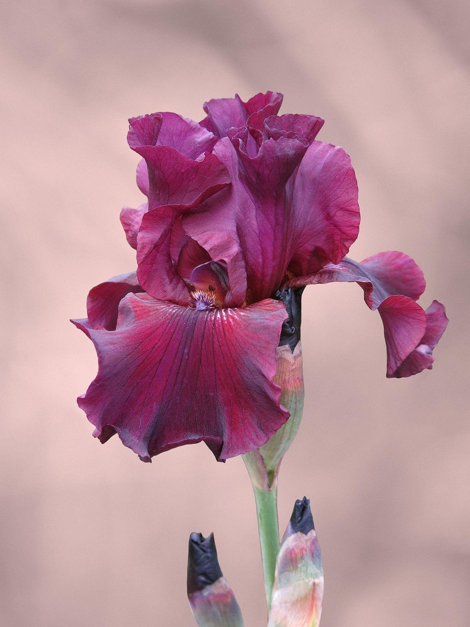 Le secret d’une barbe luxuriante : stimuler la pousse comme jamais