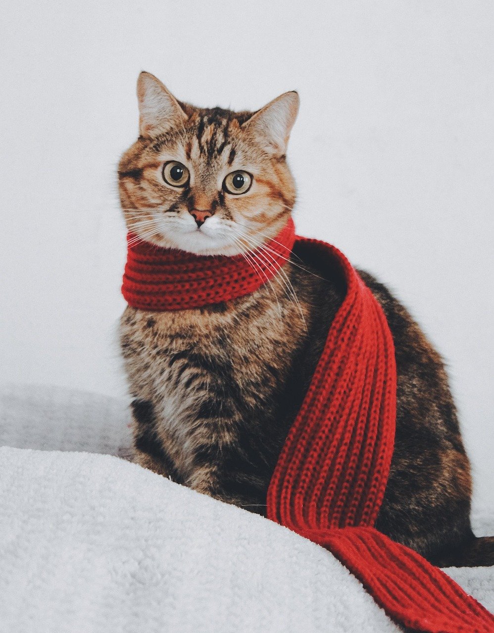 découvrez notre collection de foulards élégants et polyvalents, parfaits pour ajouter une touche de style à toutes vos tenues.
