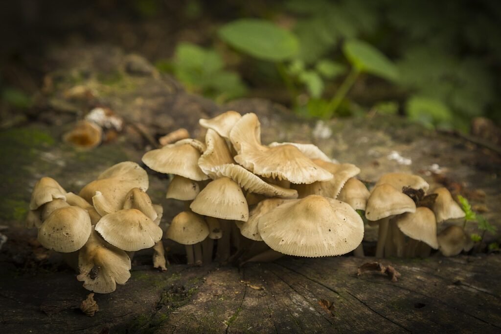 Identifier le champignon orange sur bois mort : guide expert