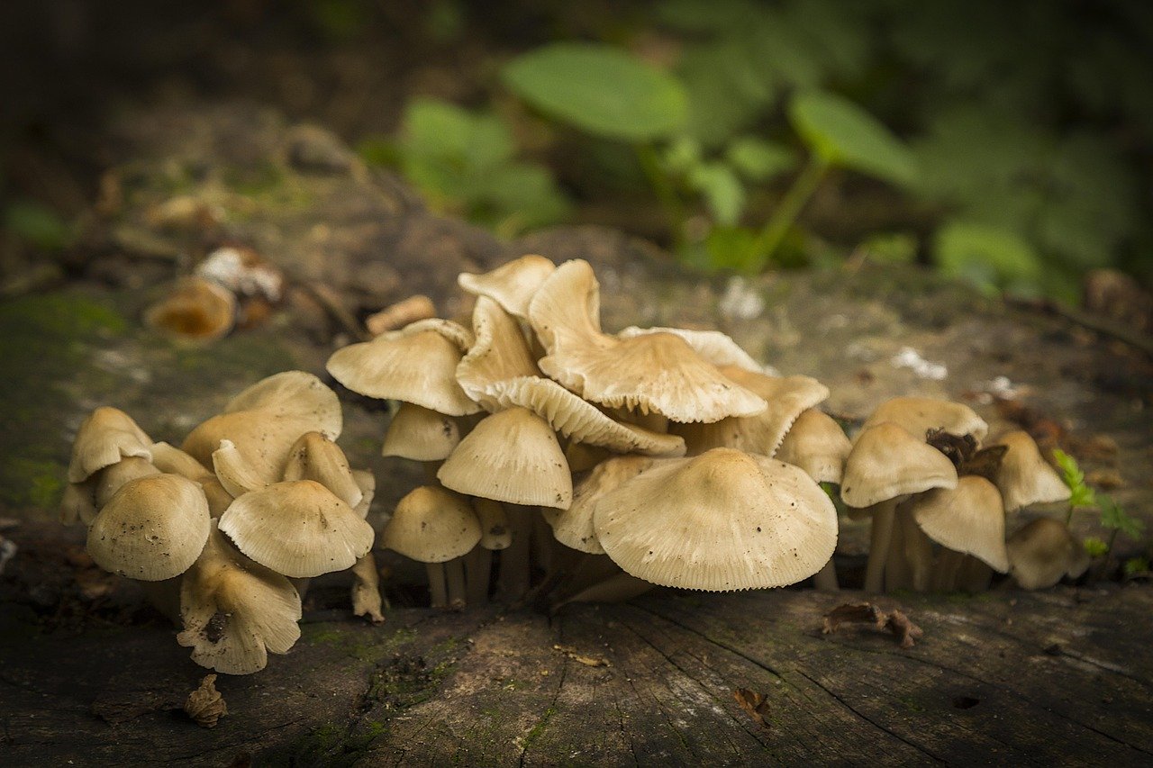 Identifier le champignon orange sur bois mort : guide expert