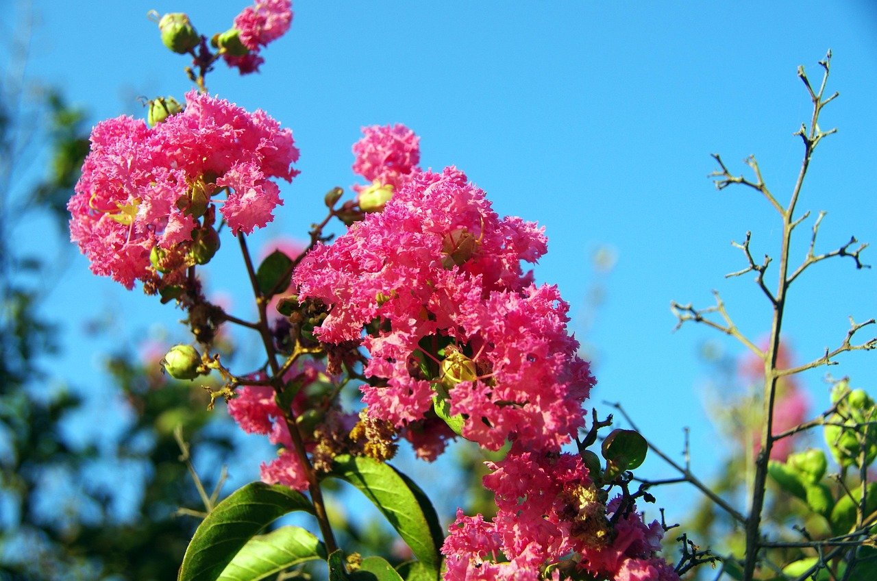 Lilas des Indes : choisir, planter et entretenir ce joyau