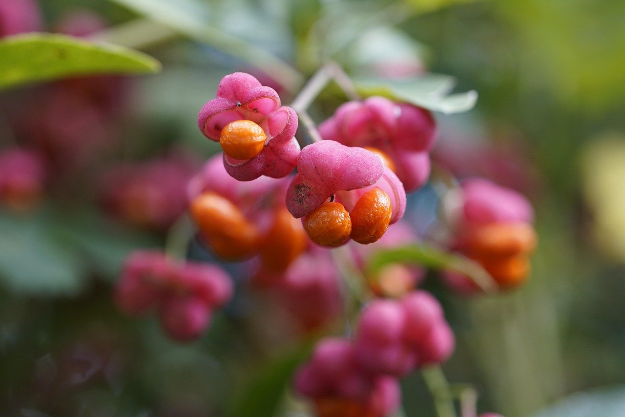 Pittosporum kohuhu : un arbuste élégant et facile à vivre