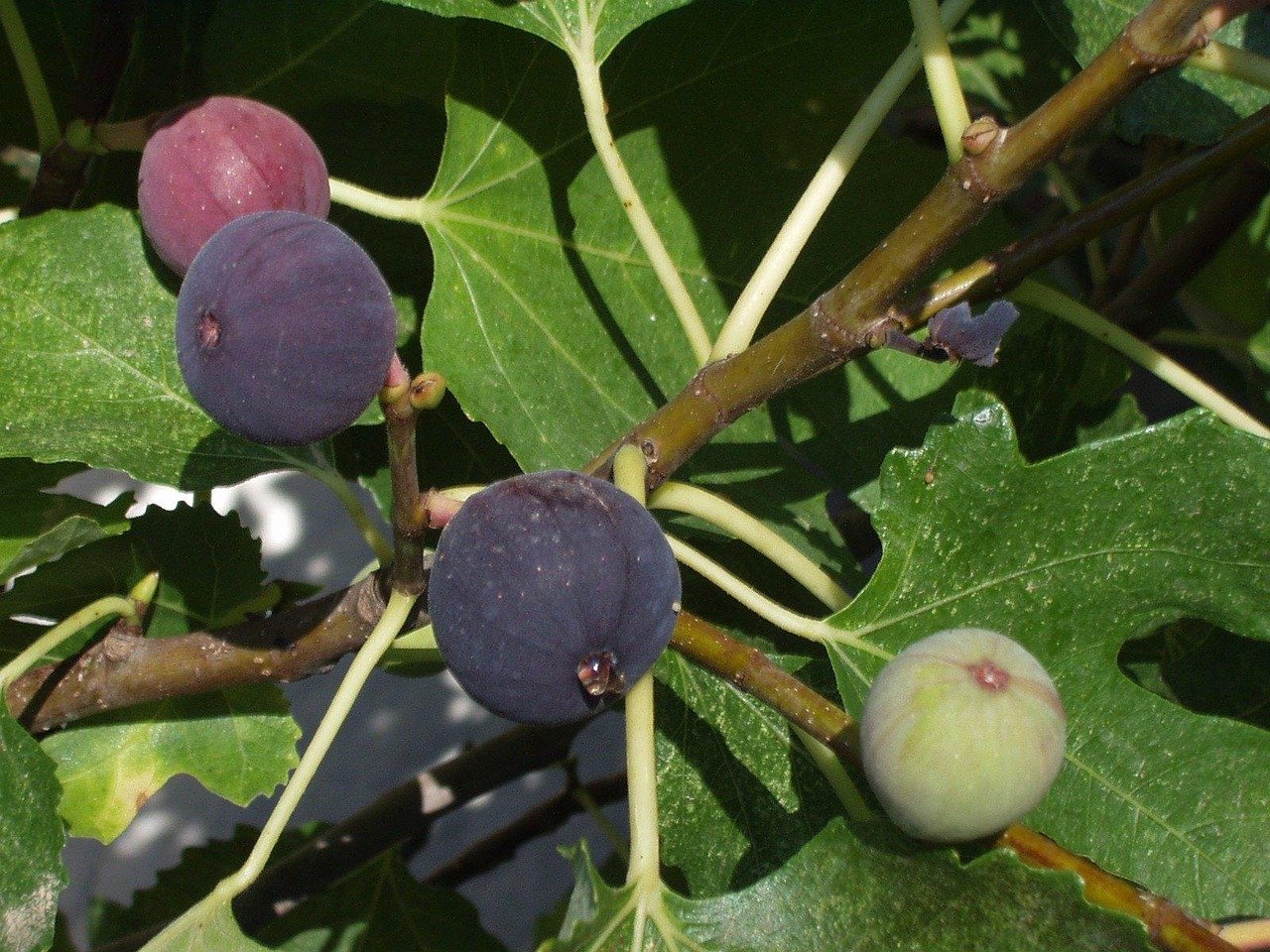 Racine du figuier : impact et gestion dans votre jardin