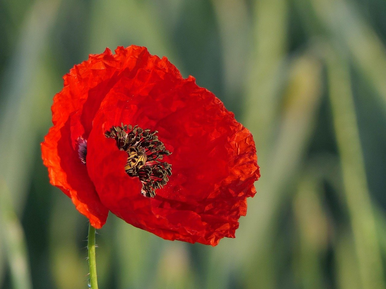 découvrez tout ce que vous devez savoir sur la couleur rouge : symbolisme, significations et utilisations variées dans la culture et le design.