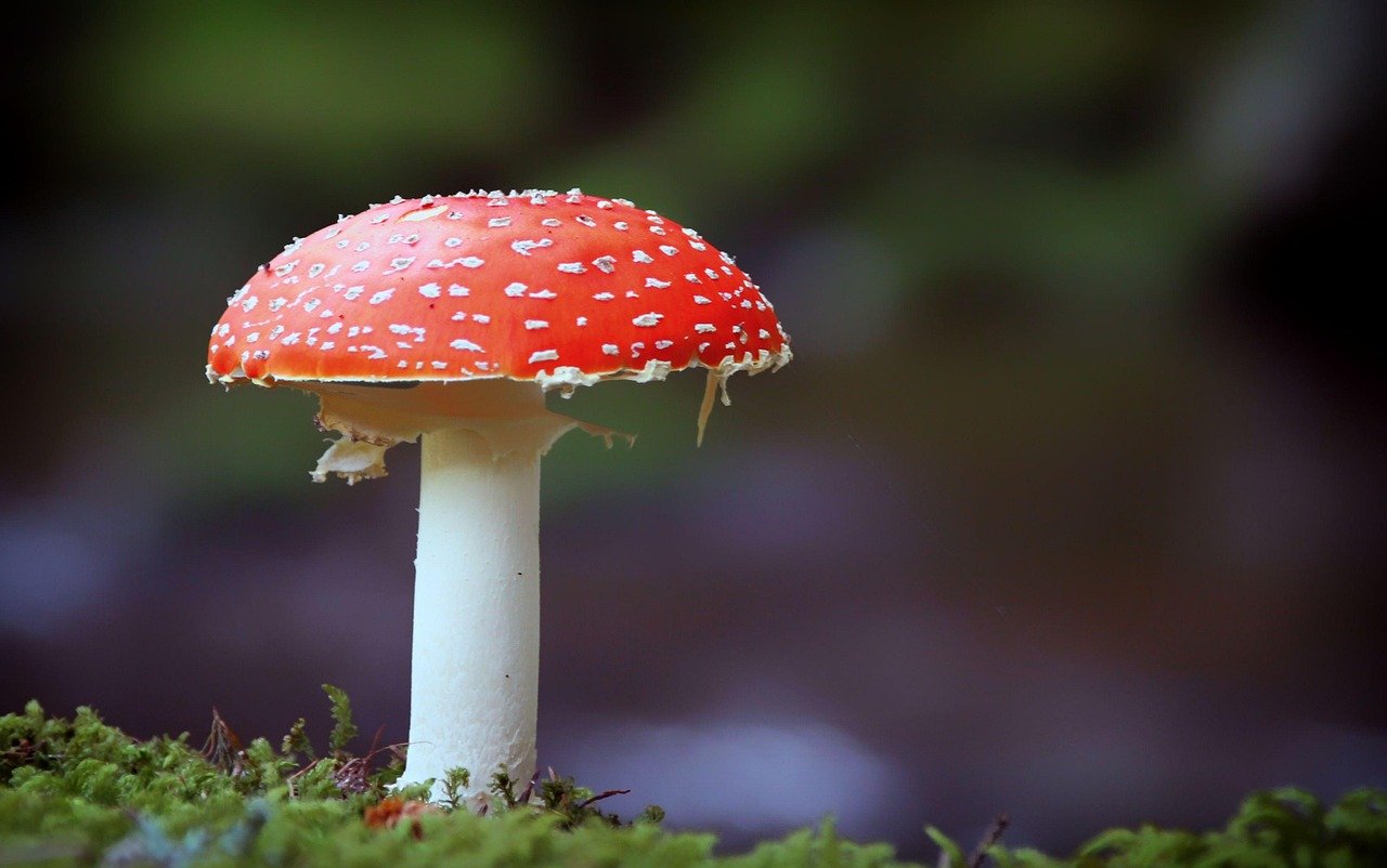 découvrez tout sur la couleur rouge : significations, symboliques et utilisations dans la mode, le design et la culture.