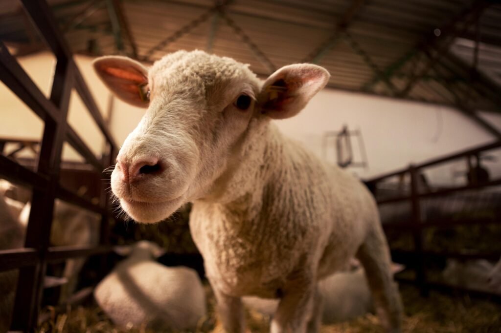 Vers de farine : élevage facile et utilisations variées
